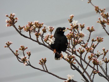 Crested Myna 兵庫県明石市 Mon, 3/27/2023