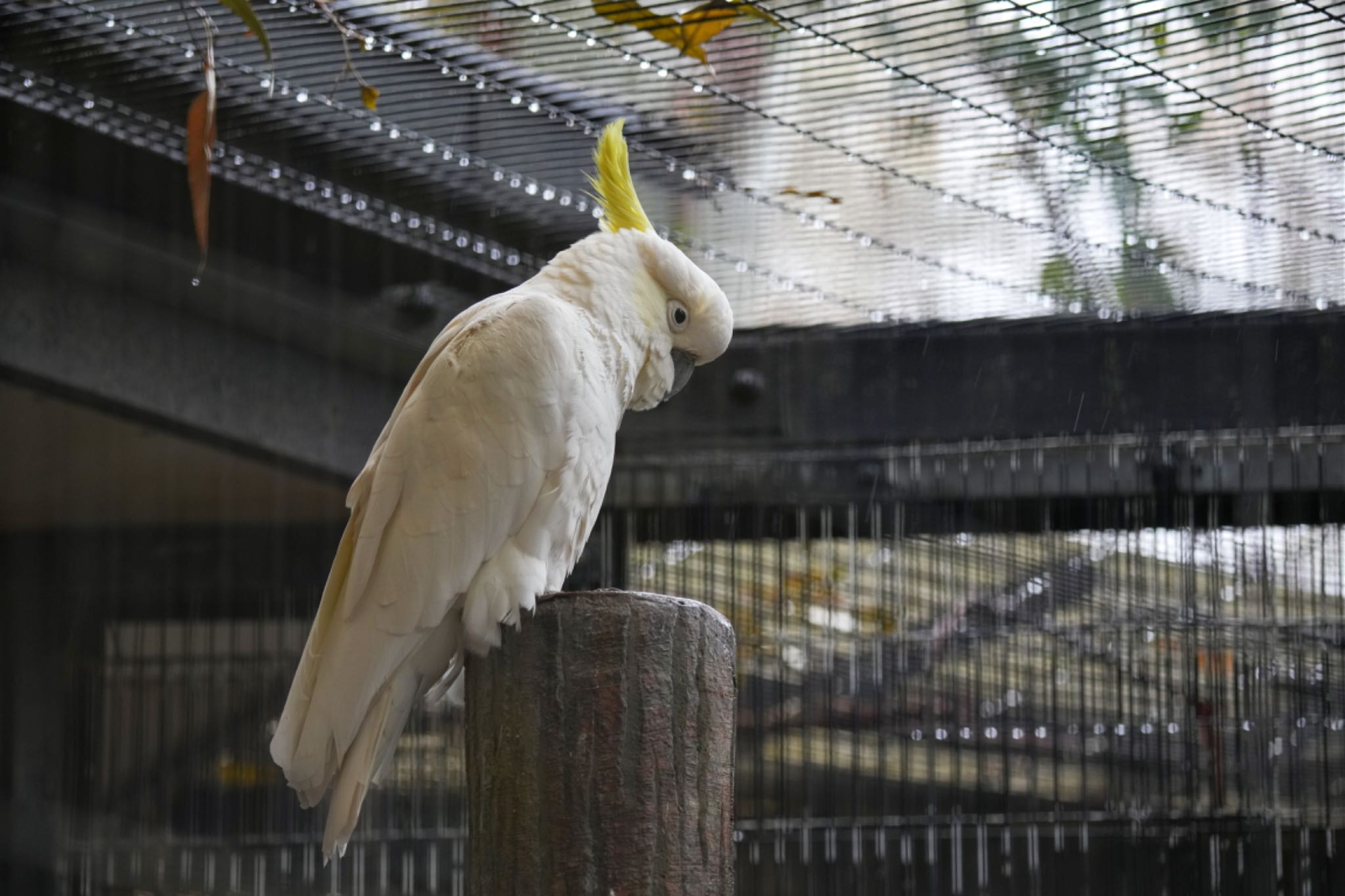 キャンベルタウン野鳥の森 キバタンの写真 by アポちん