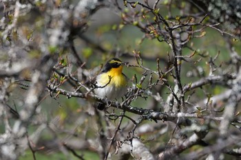 キビタキ 場所が不明 2018年5月16日(水)