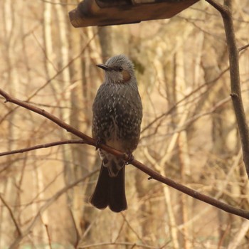 Brown-eared Bulbul 千歳 Sat, 3/25/2023