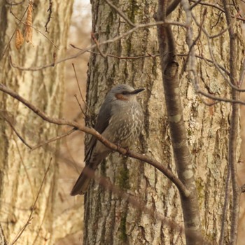 Brown-eared Bulbul 千歳 Sat, 3/25/2023