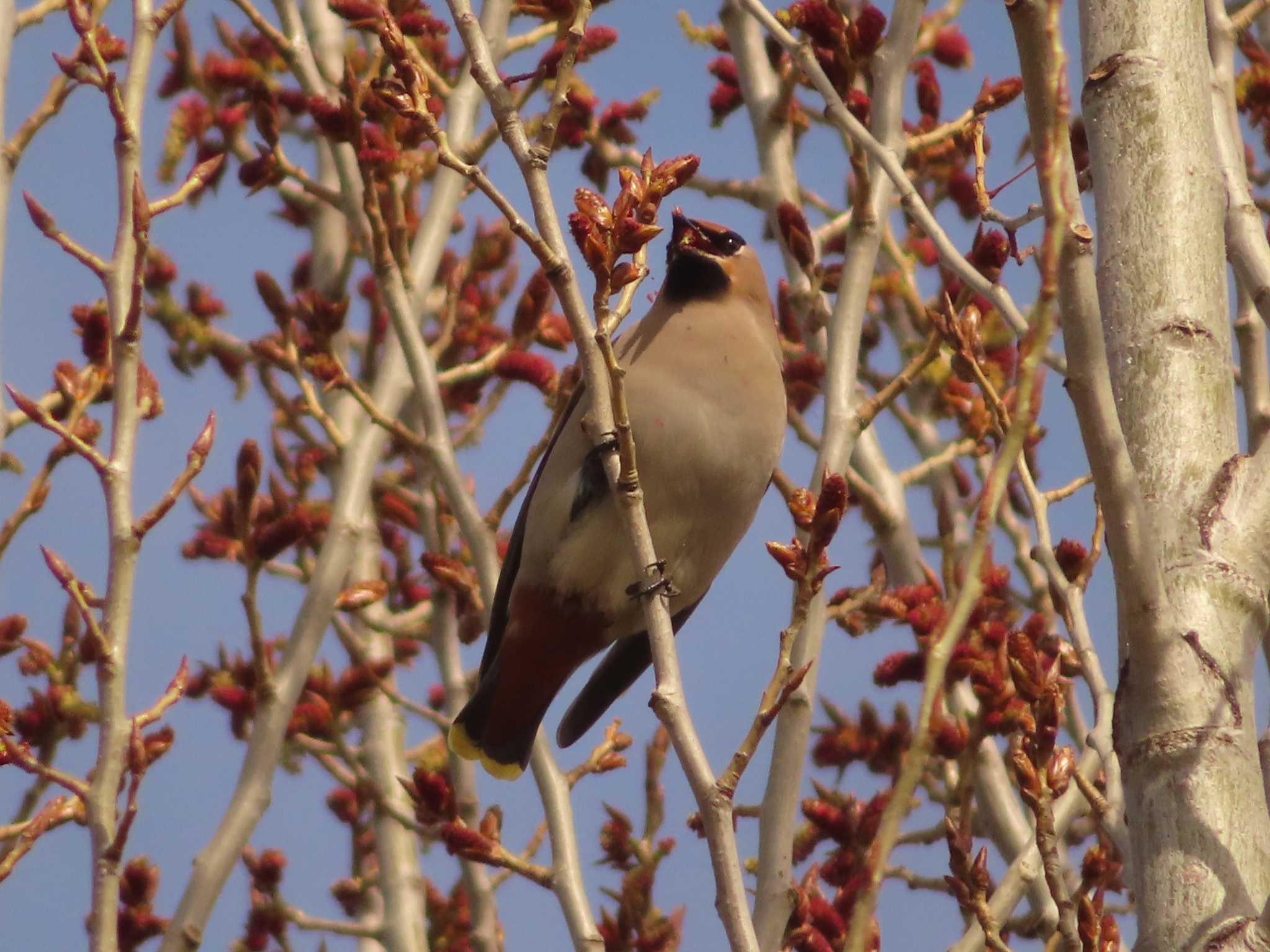 Bohemian Waxwing