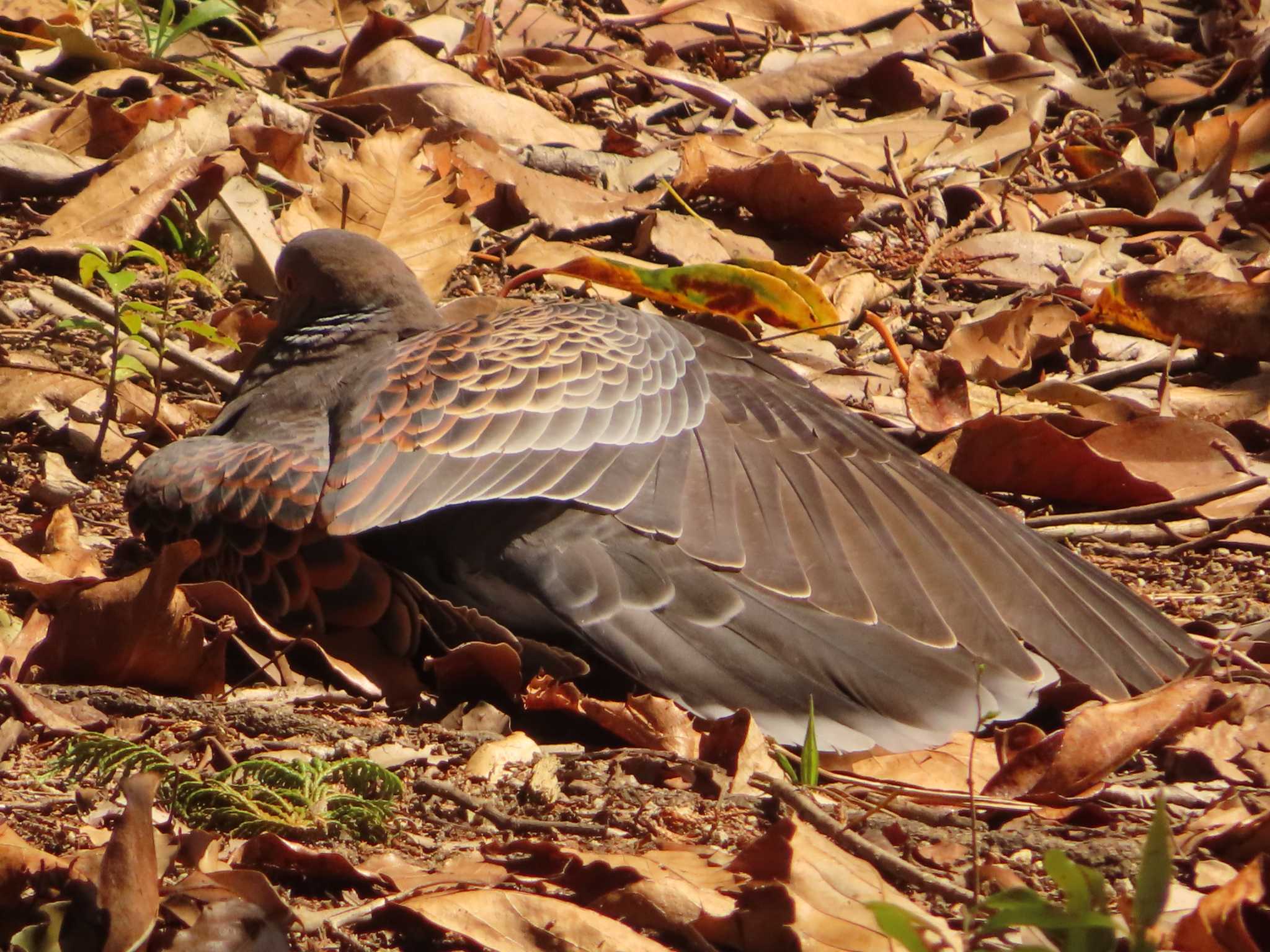 Oriental Turtle Dove