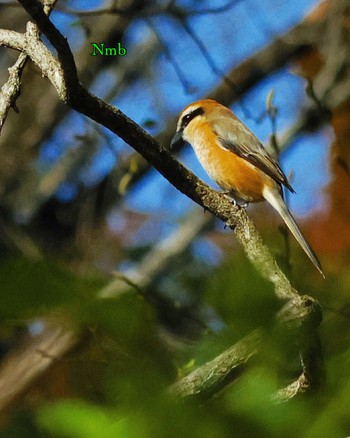 Bull-headed Shrike Unknown Spots Unknown Date