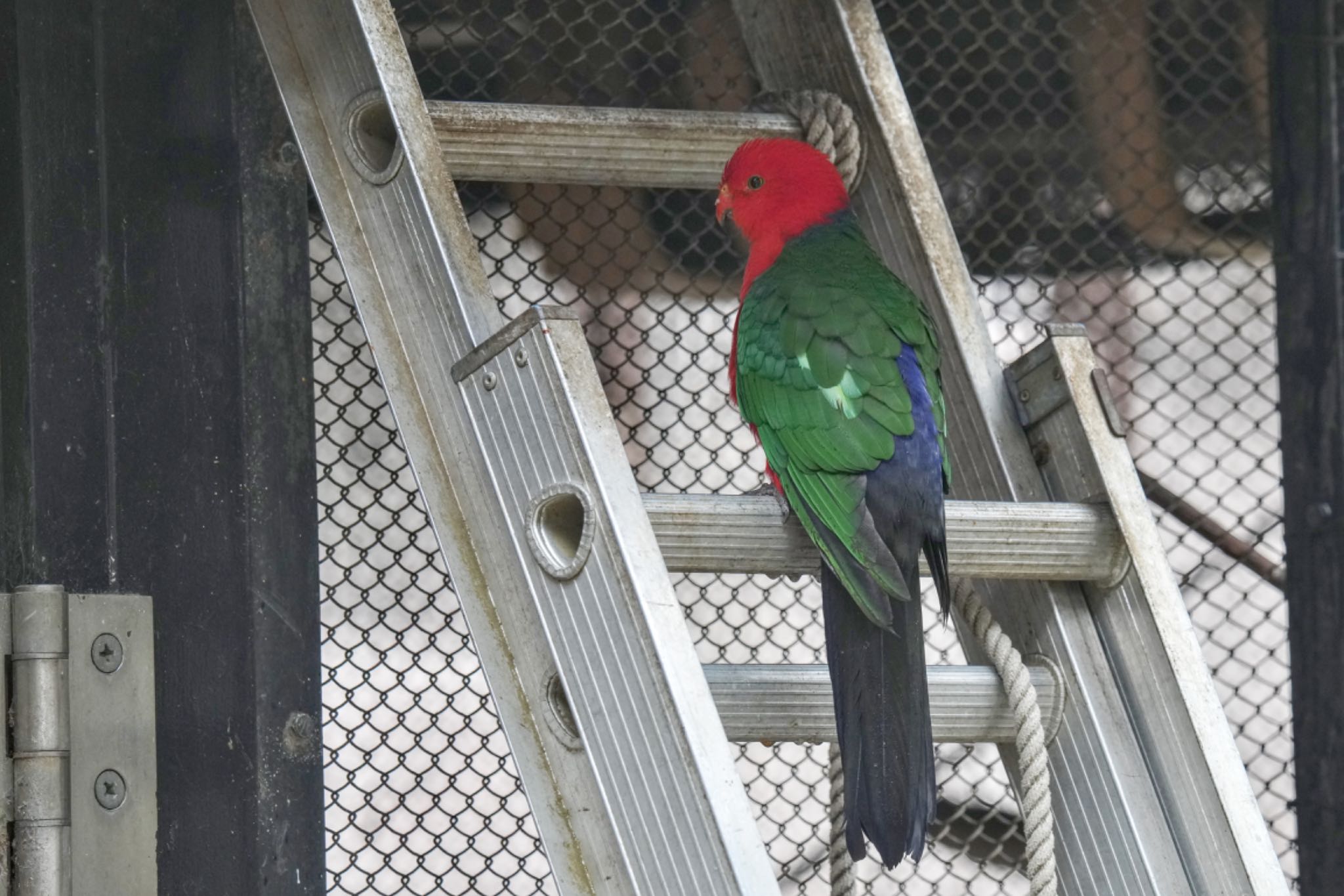 キンショウジョウインコ