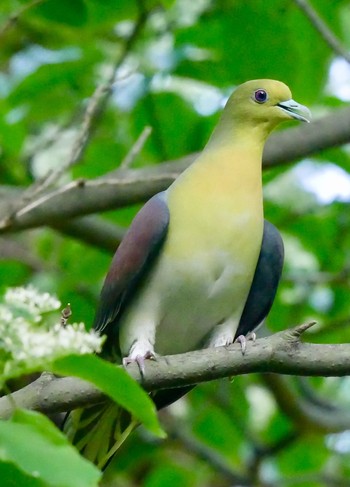 White-bellied Green Pigeon 熊本県阿蘇市 Mon, 5/14/2018