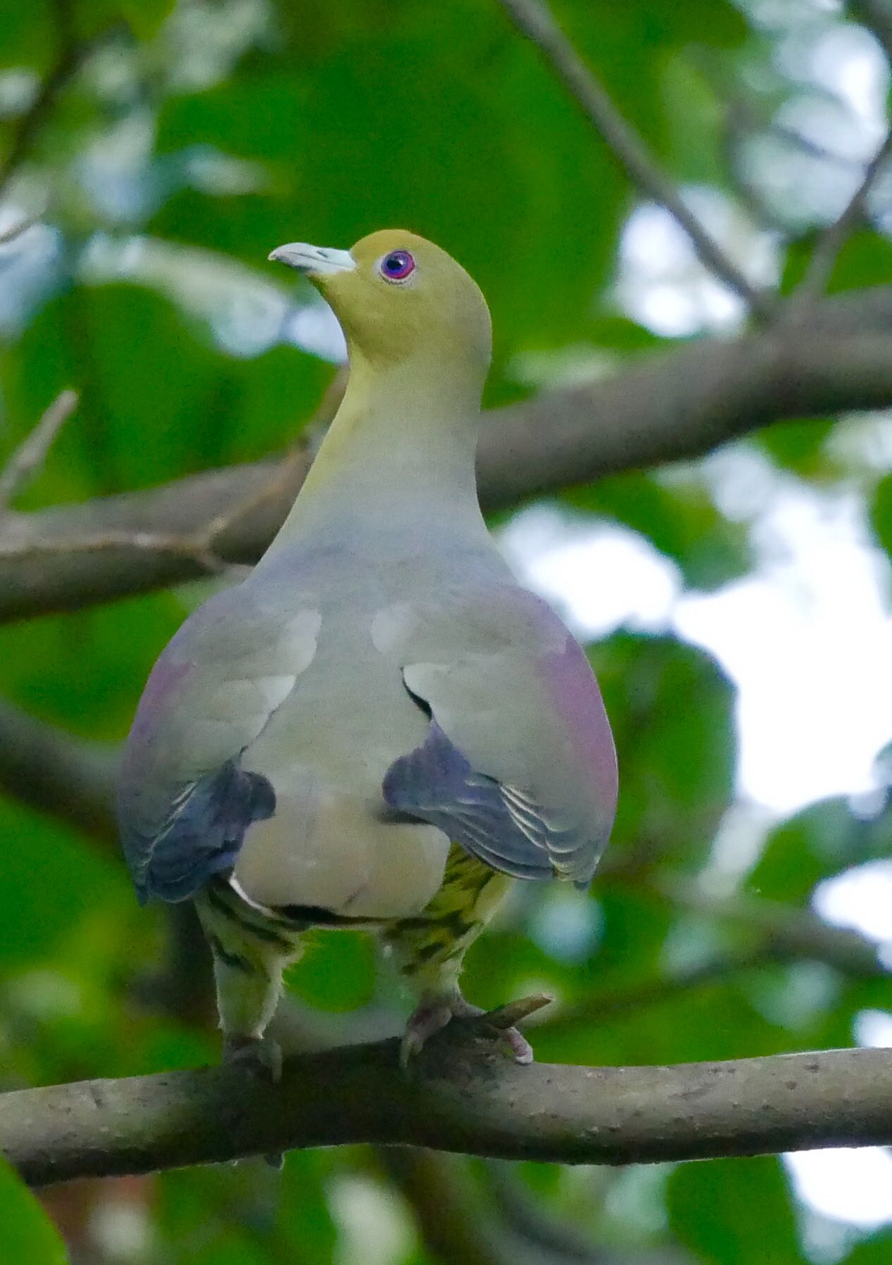 Photo of White-bellied Green Pigeon at 熊本県阿蘇市 by mitsuaki kuraoka