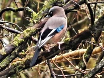 2023年3月24日(金) 箱根の野鳥観察記録