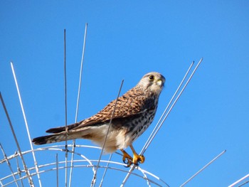 チョウゲンボウ 多摩川二ヶ領上河原堰 2021年12月4日(土)