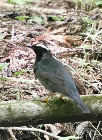 マミジロ 大分県 2018年5月16日(水)