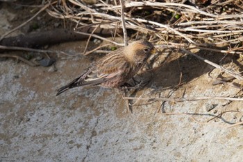 2023年1月6日(金) 筑波山の野鳥観察記録