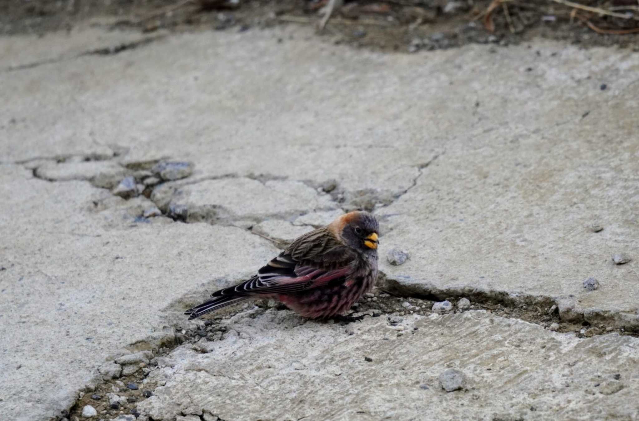 Photo of Asian Rosy Finch at Mt. Tsukuba by Kたろー