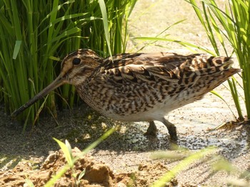 Pin-tailed Snipe