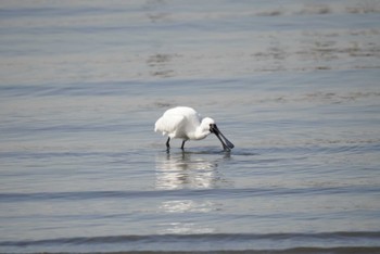2023年2月23日(木) 葛西臨海公園の野鳥観察記録