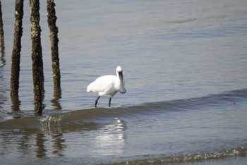 クロツラヘラサギ 葛西臨海公園 2023年2月23日(木)