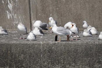 タイミルセグロカモメ 銚子漁港 2023年2月26日(日)