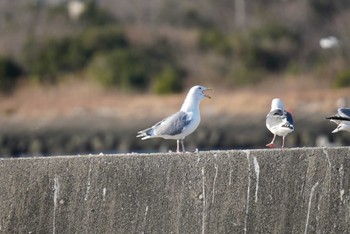 Glaucous-winged Gull Choshi Fishing Port Sun, 2/26/2023