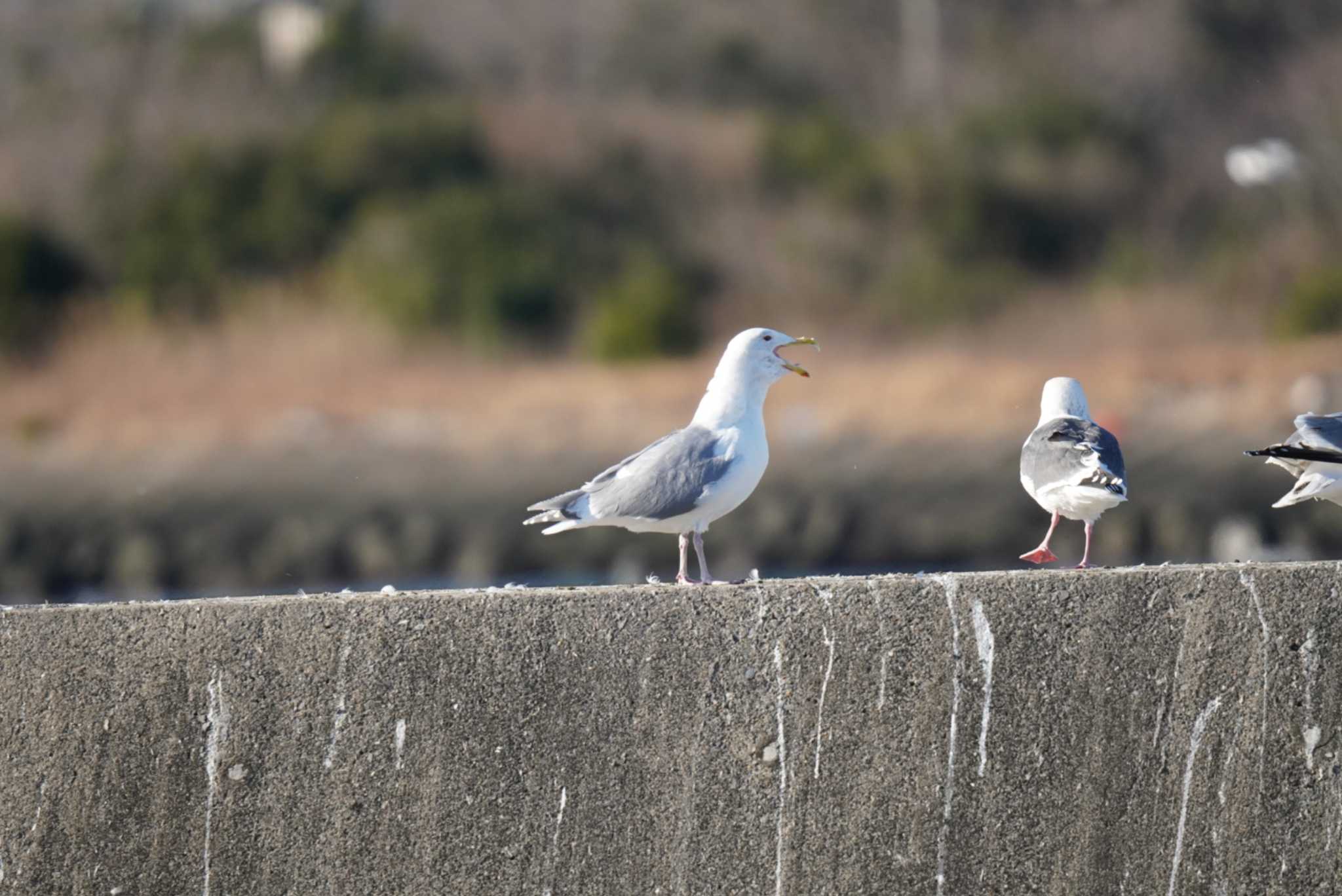 Photo of Glaucous-winged Gull at Choshi Fishing Port by Kたろー