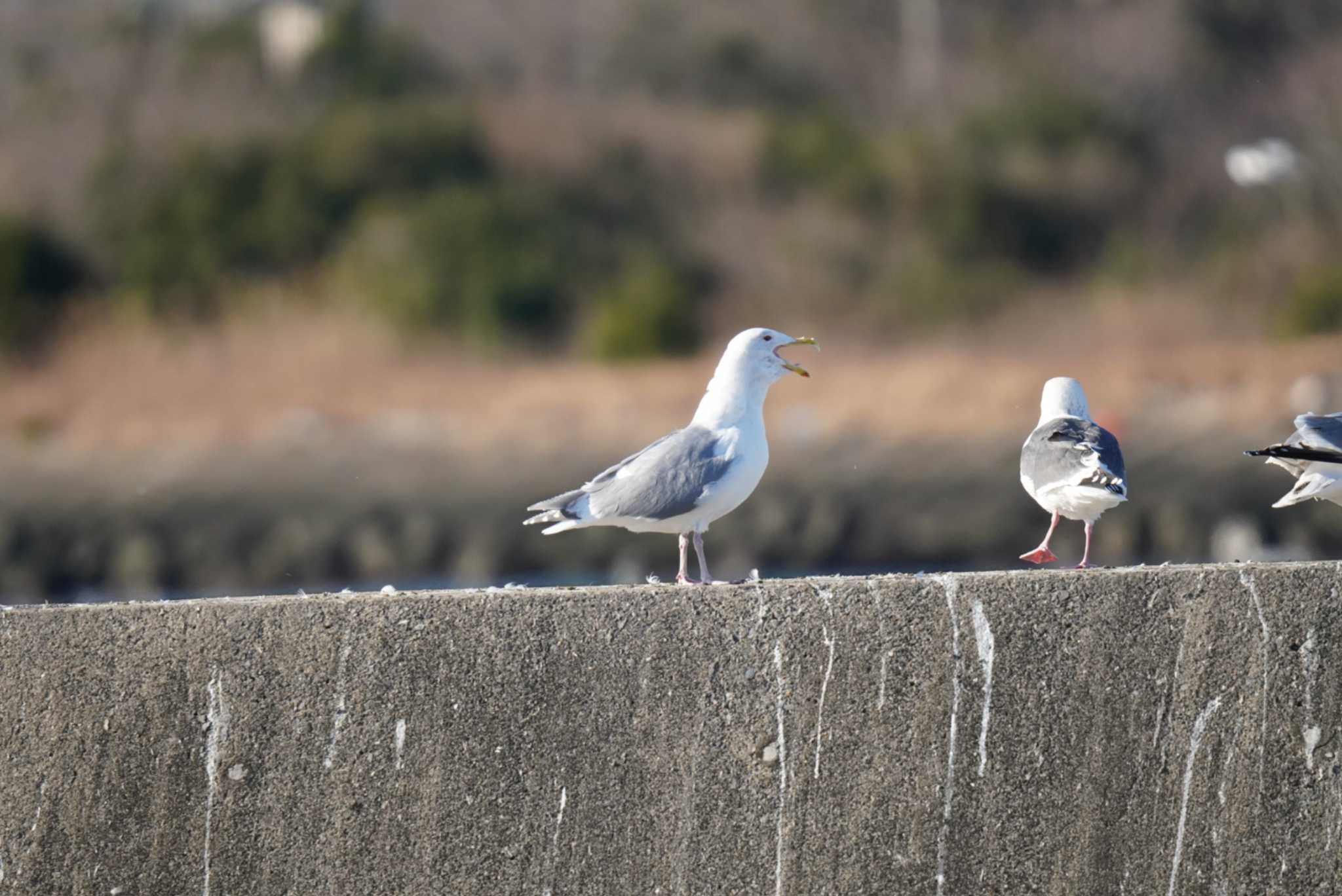 銚子漁港 ワシカモメの写真 by Kたろー