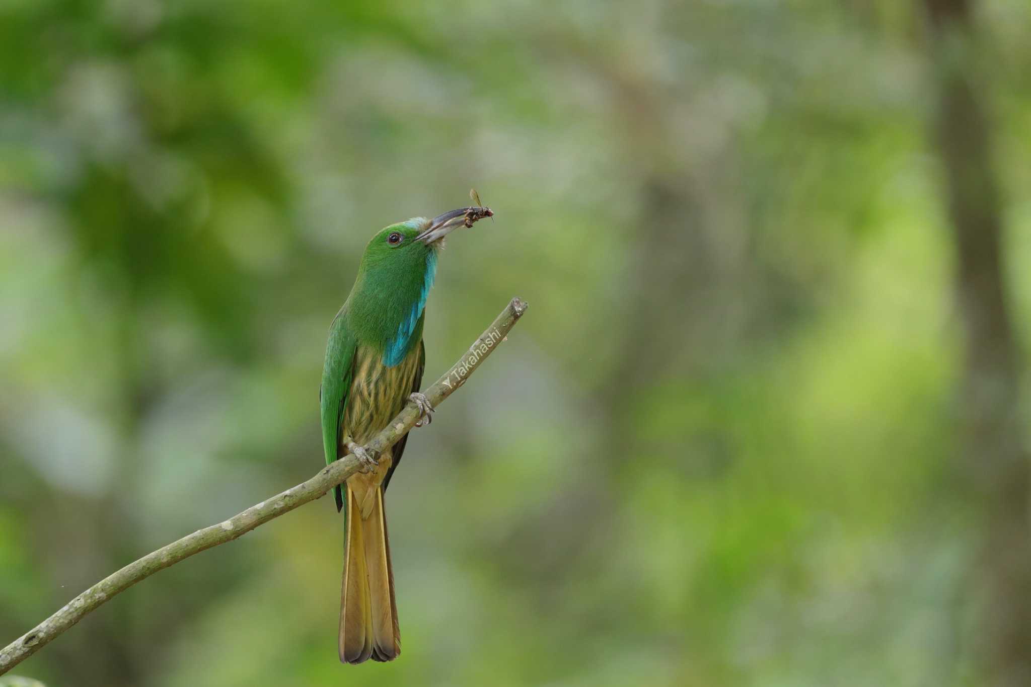 Photo of Blue-bearded Bee-eater at 中国広西チワン族自治区 by 八丈 鶫