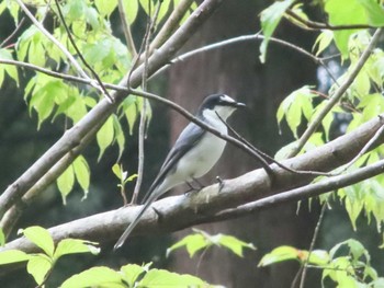 サンショウクイ 栃木県民の森 2022年5月2日(月)