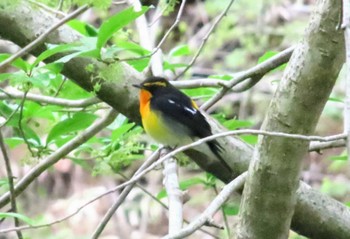 キビタキ 栃木県民の森 2022年5月2日(月)