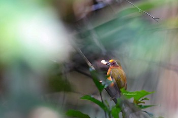 インドミツユビコゲラ 広西チワン族自治区 2019年5月1日(水)