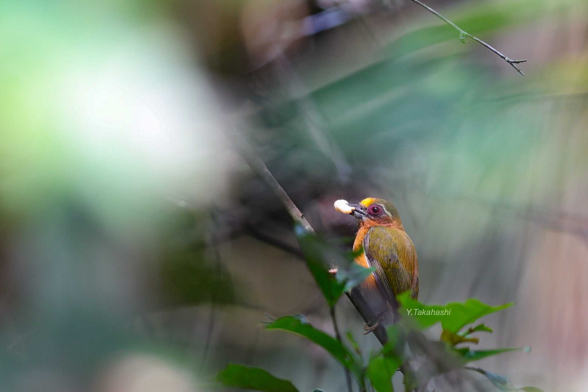 Photo of White-browed Piculet at 広西チワン族自治区 by 八丈 鶫