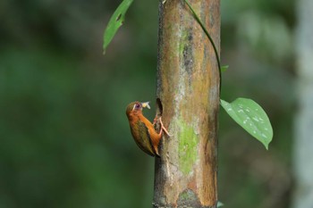 White-browed Piculet 広西チワン族自治区 Mon, 4/29/2019