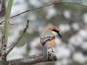 2023年3月24日(金) 等々力緑地の野鳥観察記録