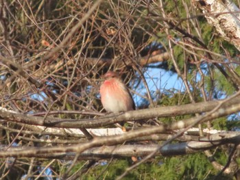 2022年4月2日(土) 岡谷林道の野鳥観察記録