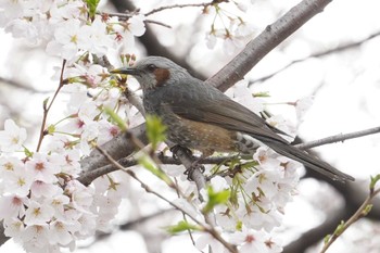 Brown-eared Bulbul 横浜市磯子区松ノ内公園 Mon, 3/27/2023