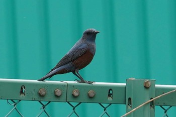 Blue Rock Thrush 笹下川 Mon, 3/27/2023