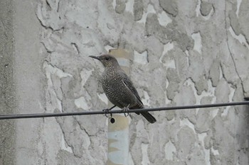 Blue Rock Thrush 笹下川 Mon, 3/27/2023