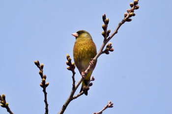 Grey-capped Greenfinch 青森県 Sat, 3/25/2023