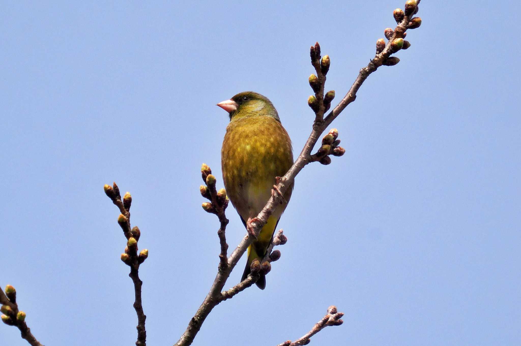 青森県 カワラヒワの写真 by 藤原奏冥