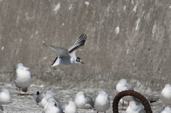 ヒメカモメ 銚子漁港 2023年3月11日(土)