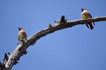 2023年3月21日(火) 戦場ヶ原の野鳥観察記録