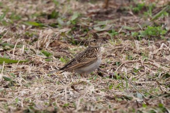 Eurasian Skylark 猪苗代湖 Sat, 3/25/2023