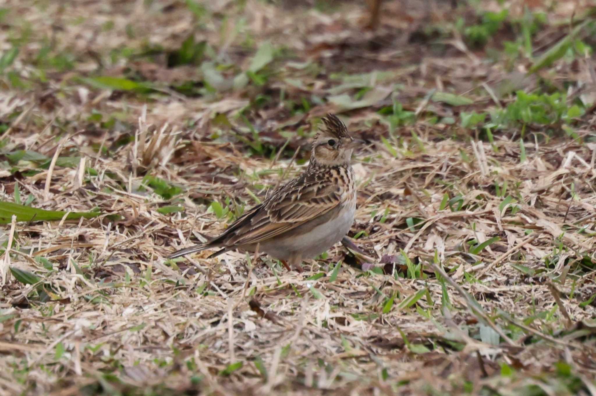 Eurasian Skylark