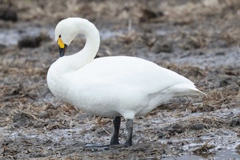 Tundra Swan 猪苗代湖 Sat, 3/25/2023