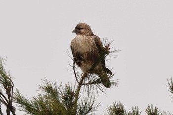 Eastern Buzzard 猪苗代湖 Sat, 3/25/2023