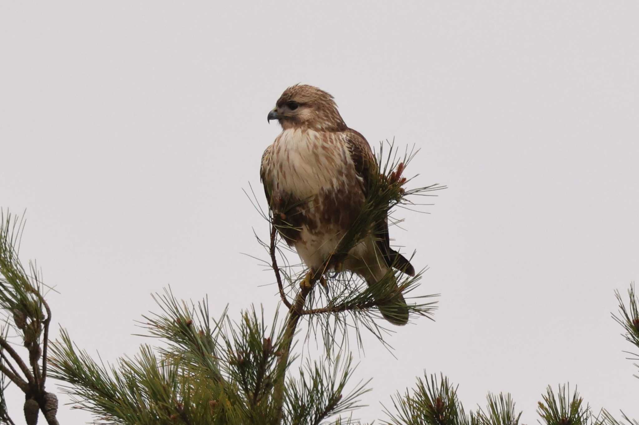 Eastern Buzzard