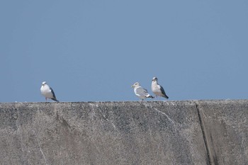 カナダカモメ 銚子漁港 2023年3月11日(土)