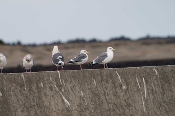 ニシセグロカモメ 銚子漁港 2023年2月4日(土)