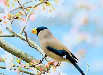 Japanese Grosbeak 五條市 Sat, 3/25/2023