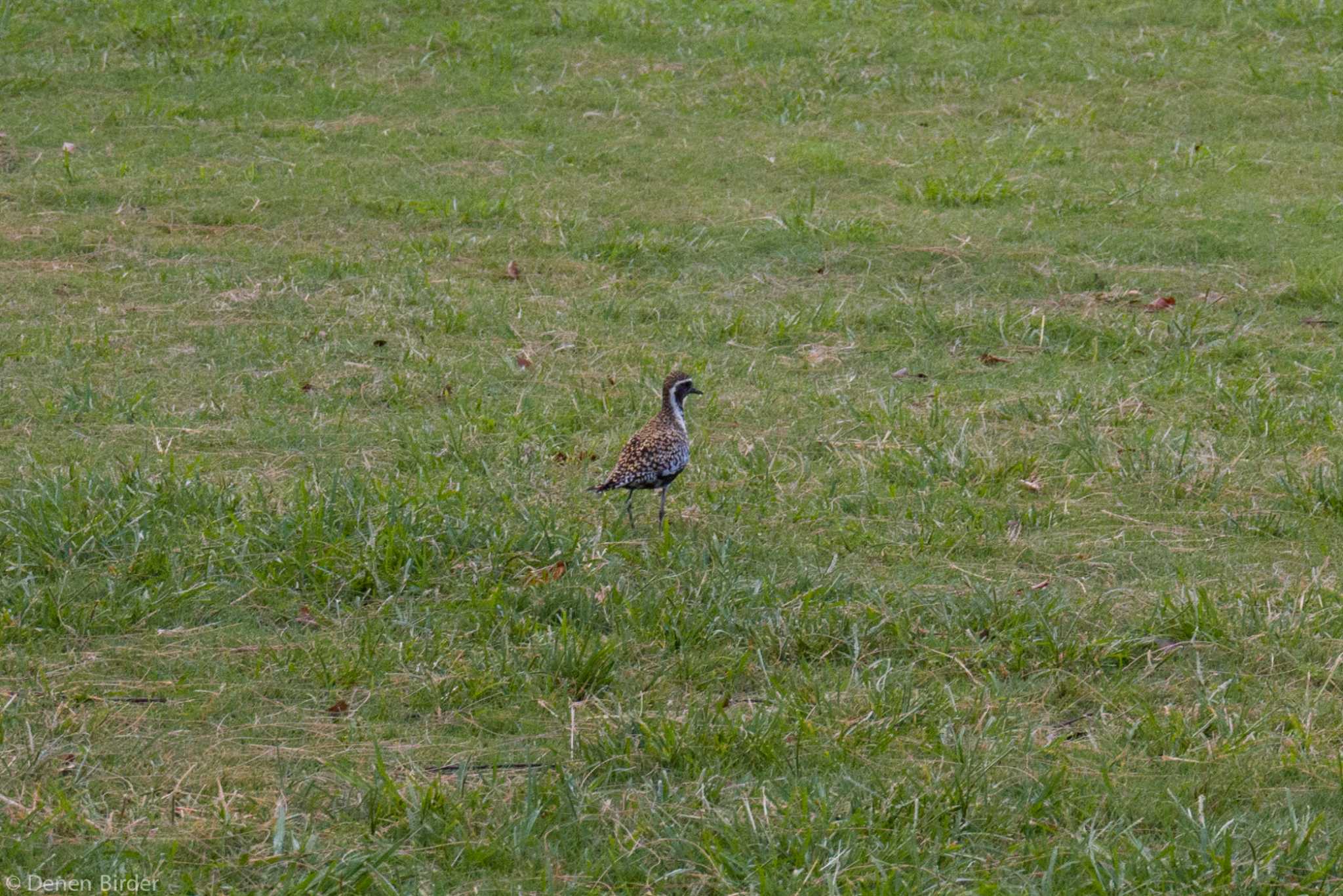 Pacific Golden Plover