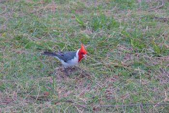 Sun, 3/19/2023 Birding report at Kapiolani Regional Park