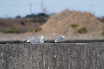 ミツユビカモメ 銚子漁港 2023年2月25日(土)