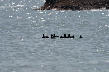 クロガモ 銚子漁港 2023年3月11日(土)